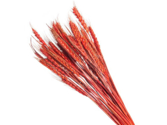 Сухоцвет «Пшеница», (30 веток в пачке), красный