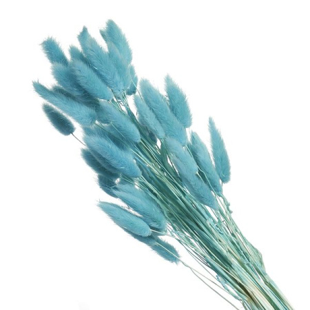 Сухоцвет   Лагурус, (60 веток в пачке), цв. бирюзовый