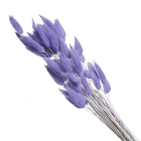 Сухоцвет «Лагурус»,  (60 веток в пачке), цв. фиолетовый