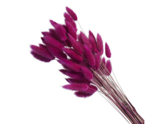 Сухоцвет «Лагурус»,  (60 веток в пачке), цв. малиновый