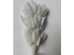 Сухоцвет «Лагурус», (60 веток в пачке), цв. белый