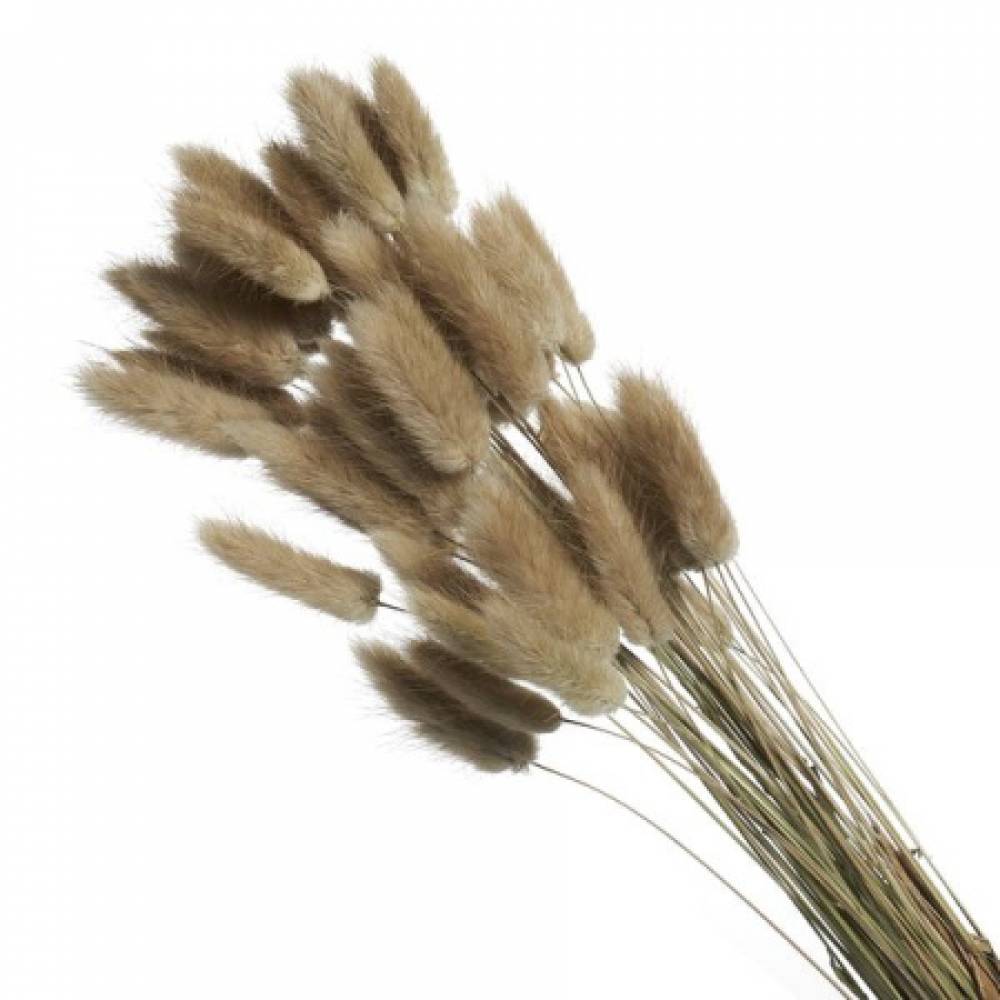 Сухоцвет «Лагурус», (60  веток ), натуральный